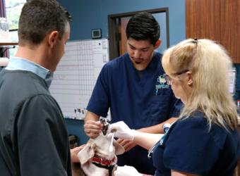 Get to Know the Veterinarians of Holland Lake Animal Hospital