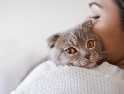 Why Don’t Cats Receive the Routine Veterinary Care They Need?